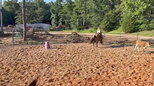 WRANGLER IS GOING TO TEACH CHEYENNE HOW TO WORK COWS ALSO!! | Max Bishop