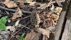 Morel Mushrooms: Degree of difficulty as a visual
