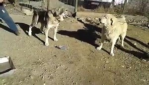 1K views · 19 reactions | Illyrian Shepherd on Reels | Facebook