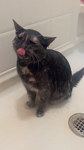 451K views · 25K reactions | Just pym things #pym #showercat #pymtheshowercat #soggy #Soggytime #cats #showeringkitty #funnycat #cute cat | Pym the Shower Cat | Facebook