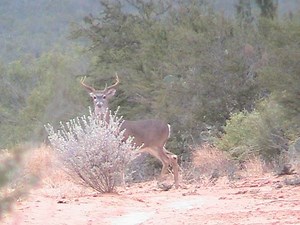Mexican Whitetails: Good Hunting Awaits Just Across the Border - AllOutdoor.com