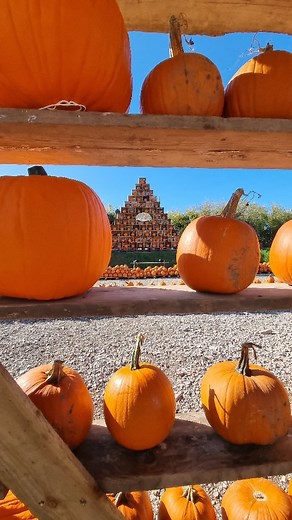 2K views · 11 reactions | Avon Valley Adventure Park on Reels | Facebook