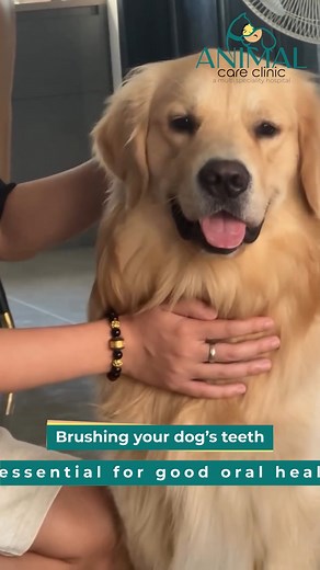 🪥 Brushing your dog’s teeth isn’t just about fresh breath — it’s about their health and happiness! Regular brushing helps prevent plaque, tartar, gum infections, and even heart disease. 🐶❤️ A few minutes a day can add 2 extra years to your furry friend’s life! 🐾🦷 👉 Use only dog-friendly toothbrushes and toothpaste 👉 Say goodbye to bad breath and hello to tail wags! 👉 Delay the need for dental scaling with regular care 📞 Need help or products? 📍Visit us or call: 9346427514 | 9154863211 �