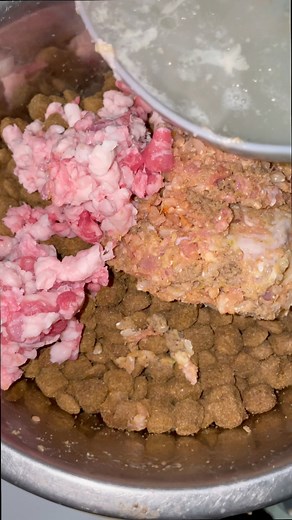 Feed your dogs, or they will be feeding on you❗️#americanbully #bullypuppy #puppy #puppies #dog #dog #love #bully #family #pets #pocketbully #xlbully #bullies #merlebully #explorepage | Rodney Brown