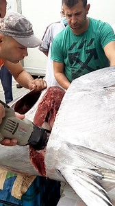 3.8K views · 42 reactions | Scie sabre Crown avec deux lames pour viande Prix 6800 Da Pour faire une commande contactez nous en privé ou appelez 0540401301 ☎️ | Oussama Ship | Facebook