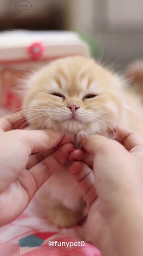 Adorable Small Cat Baby Compilation