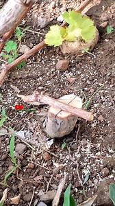 604K views · 3.2K reactions | Cara grafting anggur mudah #grapevine #GraftingTechnique | Saepul Rahman | Facebook