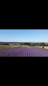 Views of the farm 💜🌸🌼 | Hitchin Lavender