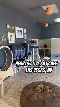 Las Vegas Cat Cafe! Hearts Alive Village 😻🎃👻🧡🐱