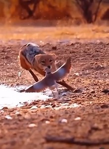 Fox hunting bird #wildlife #fox #bird | Trofeos Venuz | Facebook