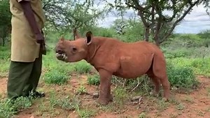Whatever the season, Apollo is well-catered for As a black rhino, Apollo has formidable molars which make quick work of tough succulents and thorny branches. Having previously snacked his way rapidly through the Ipomoea creepers which blanketed the Tsavo Conservation Area, now, as the dry season sweeps over the region, this beautiful baby can continue to feast to his heart’s content on the hardier foliage that is still available, alongside his regular milk feeds. Did you know you can adopt Apoll
