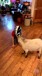 Who will emerge victorious, boy or goat? A human kid from Montana wore a helmet to face off in a headbutting duel against his family's miniature pet goat, Billy. | Inside Edition
