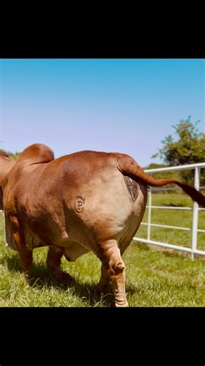 #brahmancattle #brahman #redbrahman #cow #AmericanBrahman #cebu #donor #brahmandonor #EmbrionesBovinos #embriones #embryos #embryos #bovine !Queens of the Huastecas 👑 ! | Huastecas Ranch