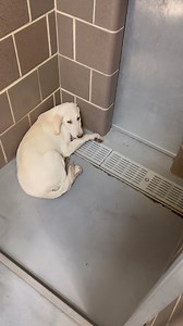 Alive Rescue on Reels