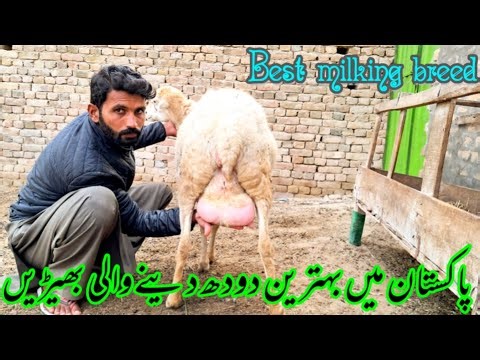best milking Damani Sheep Breed in Pakistan? Sheep farming