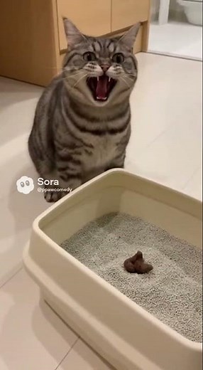 You Won’t Believe This Cat’s Reaction to His Litter Box!