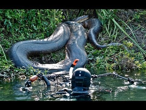 Diver Discovers Giant Anaconda