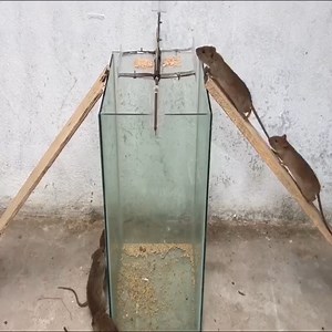 The simplest way to trap mice | Beautiful Planet Earth