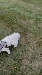 8.6K views · 336 reactions | Wick is a cocky dog. | Joe Kay | Facebook