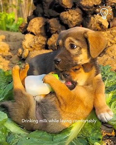 Puppies being adorable | DIY Panda