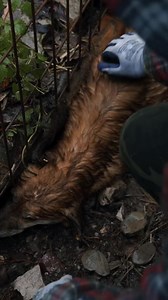 7.9K views · 511 reactions | #thegodfatherofdogs #savethedogsbih #hardcore_gym #rescuedogs #streetdogs #ranchlifestyle #loveistheanswer #canidasoccorso #canidistrada | The God Father Of Dogs | Facebook