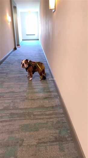 5.4K views · 62 reactions | Full video link : https://url-shortener.me/15IC What is this?藍 . . #bulldoglife #britishbulldog #englishbulldog #bulldog #englishbulldogcommunity #dogsofinstagram #fyp #viralvideoシ #bulldoglovers #bulldogpuppy | English BullDog | Facebook