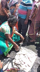 390K views · 2.4K reactions | புரட்டாசி மாதம் மீன் வாங்க ஆள் இல்லை Kasimedu fish market . . . #fishinglife #fishing #fisherman #fisherman #fishingtrip #fishingislife #fishinglife #kasimedu #chennai #ChennaiRains #beaches Navaneetha Krishnan Rajagopal | Navaneetha Krishnan Rajagopal | Facebook