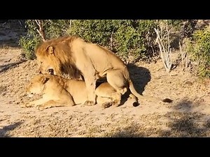 Upclose lion mating ritual / captured on safari