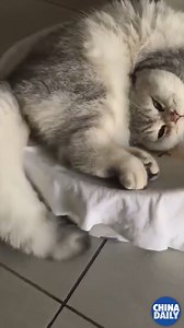 1.8K views · 107 reactions | #OneMoment How flexible can a cat be? They can contort their bodies and sleep so peacefully in these seemingly uncomfortable positions. | China Vibes | Facebook