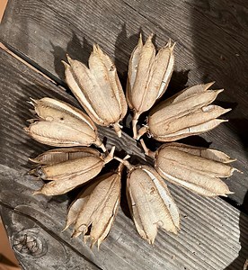 Soaptree Yucca Seed Pods and Seeds - Etsy