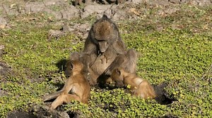 Weiblicher Chacma-Pavian (Papio ursinus) und junge: Stockvideos & Filmmaterial (100 % lizenzfrei) 3652220741 | Shutterstock