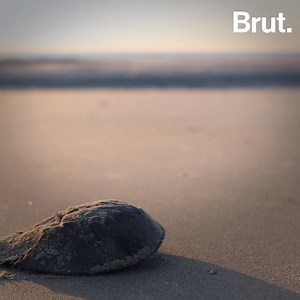 Their blood is blue and its worth money. A lot of it. 💸 Meet the horseshoe crabs. | Brut nature