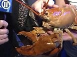 Rare yellow lobster pardoned at Burger & Lobster in NYC