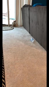 That spinning leap  #that #spinning #leap | I’ll Show You My Kitty If You Show Me Yours | Facebook