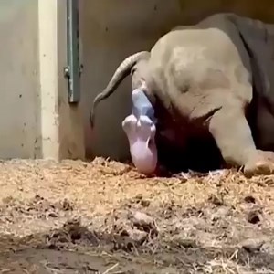 3K views · 20 reactions | White Rhino Giving Birth - | Fishing Life | Facebook