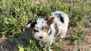 Rocky Mountain Biewer Terriers on Reels