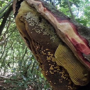 2.6K views · 87 reactions | Natural Honey Full In Tree | Harvesting Honey | Bees Reels | Facebook