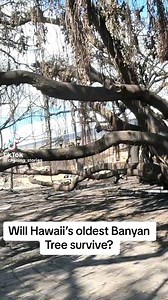 An update on the Front Street Banyan tree 💚 Maui, Hawaii Tik Tok: Chasing_Stories Link in bio #hope #tryingtimes #banyantreemaui #150yearsold #history #maui #mauistrong #wildfires #hurricanedora #mothernature #disasterrelief #sendprayers #donate #prayformaui #prayforhawaii #hilife #lahaina #lahainabanyantree #lahainalove #newday #rebuild #growth #hawaii #hawaiisadness #survival #ig #hi #instagram | Naked Hawaii