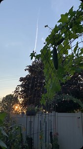 Luffa grow 2024 lookin Strong 🧽 I have full trust this cattle panel trellis WILL hold the weight of these luffas growing! 🤞 ..these bad boys will pack on the pounds in the coming weeks so hoping for the best! Who else is on the #luffachallenge2024 ?? Have you ate any yet? 😂 😂 😂 #gardenLife #igrowStuff #fatsGreenGarden #luffa #loofah #gourds | Fatsgreengarden