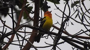 Good morning #Birds & #Nature! Western Tanager (Piranga ludoviciana) | BIRDS & Nature
