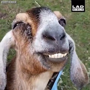 windows.exe has crashed | PopLite