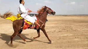 20K views · 1.2K reactions | Kutch horse res Nani rewal chal (khirasara) Kutch #kutch hores | Kutch Horse Race | Facebook
