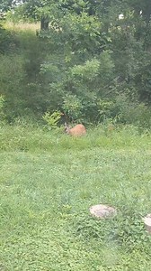 When she finally saw me, I thot she would run.... view from my office window #countrylife #deer #BohoHippieChick | Boho Hippie Chick