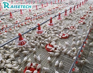 [Hot Item] Advanced Poultry Drinking System for Breeders and Layers, CE Certified