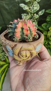 2.7K views · 595 reactions |  Gymnocalycium Mihanovichii f. Variegata  #bikolanahardinera #gymnocalycium #gymnocalyciummihanovichii #gymnocalyciummihanovichiivariegata #cactus #cactuslover #cactos #cactosesuculentas #plantsmakepeoplehappy | Bikolanahardinera | Facebook