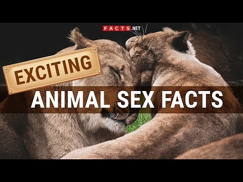Exciting Facts About Animal Sex And Animals Mating