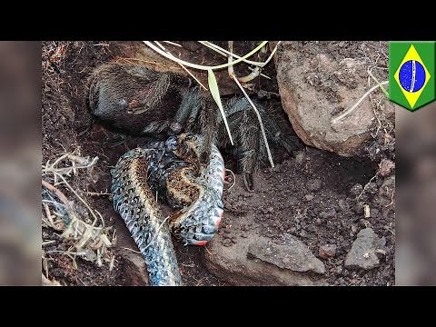 Spider vs snake: huge tarantula photographed eating snake for first time in wild - TomoNews