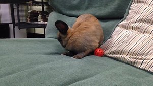 2.6K views · 15 shares | Luckily our kitties like to share their toys, because Almond loves them! | Homeward Bound City Pound | Facebook