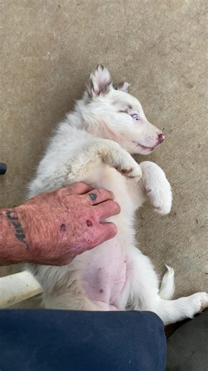 3.3K views · 271 reactions | Michelle has spoiled these puppies! #AllenOaksFarm #bordercollie | Allen Oaks Farm | Facebook