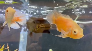 25K views · 423 reactions | Oscars at Coventry , RI location  | OSA Aquarium Superstore & Services | Facebook